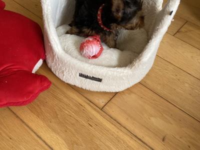 Purebred cute ❤️ Yorkshire Terrier boy puppies ❤️ in Meath