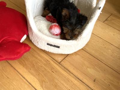 Purebred cute ❤️ Yorkshire Terrier boy puppies ❤️ in Meath