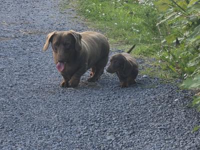IKC Registered (pending) Miniature Smooth Haired Dachshund puppies for sale in Tipperary - €1300