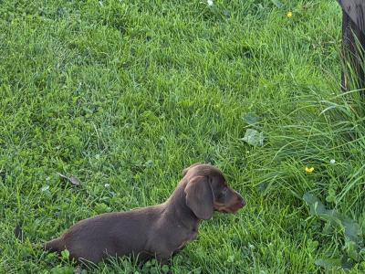 IKC Registered (pending) Miniature Smooth Haired Dachshund puppies for sale in Tipperary - €1300