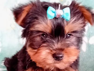 Purebred Yorkshire Terrier puppies for sale in Cavan