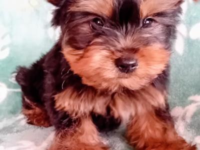 Purebred Yorkshire Terrier puppies for sale in Cavan