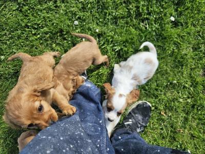 Cavalier King Charles Spaniel puppies in Limerick