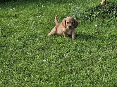 Cavalier King Charles Spaniel puppies in Limerick