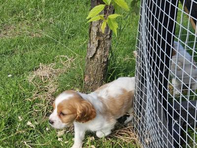 Cavalier King Charles Spaniel puppies in Limerick