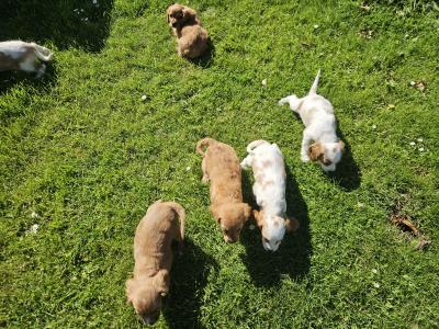 Cavalier King Charles Spaniel puppies in Limerick