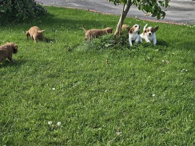 Cavalier King Charles Spaniel puppies in Limerick