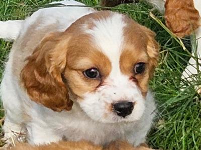 Cavalier King Charles Spaniel puppies in Limerick