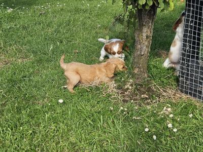 Cavalier King Charles Spaniel puppies in Limerick