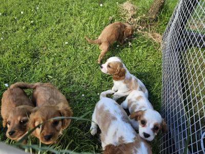 Cavalier King Charles Spaniel puppies in Limerick
