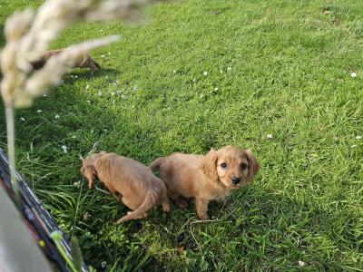 Cavalier King Charles Spaniel puppies in Limerick