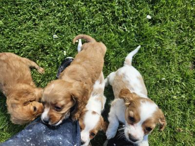 Cavalier King Charles Spaniel puppies in Limerick