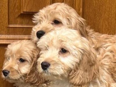 🐶 Cockapoo puppies in Wicklow 🐶