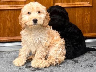 🐶 Cockapoo puppies in Wicklow 🐶