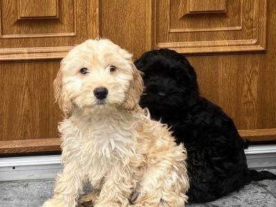 🐶 Cockapoo puppies in Wicklow 🐶