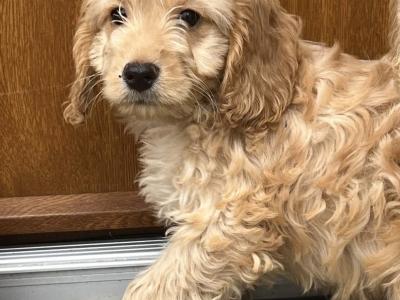 🐶 Cockapoo puppies in Wicklow 🐶
