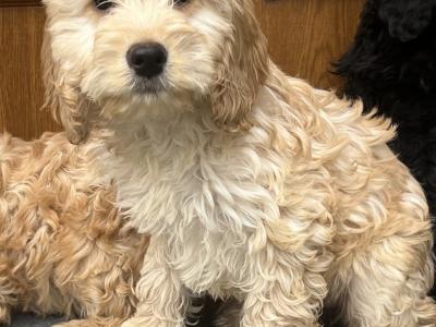 🐶 Cockapoo puppies in Wicklow 🐶