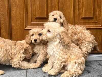 🐶 Cockapoo puppies in Wicklow 🐶
