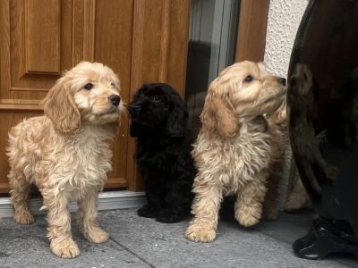 🐶 Cockapoo puppies in Wicklow 🐶