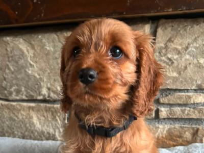 Golden Doodle x Cavalier King Charles puppies in Longford