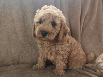 Adorable Miniature Poodle puppies in Wexford