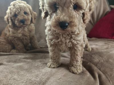 Adorable Miniature Poodle puppies in Wexford