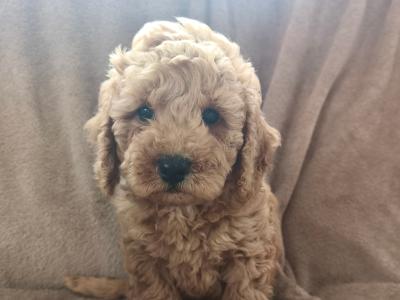 Adorable Miniature Poodle puppies in Wexford