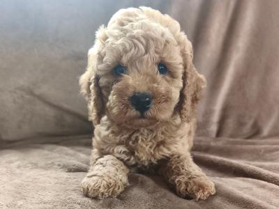 Adorable Miniature Poodle puppies in Wexford