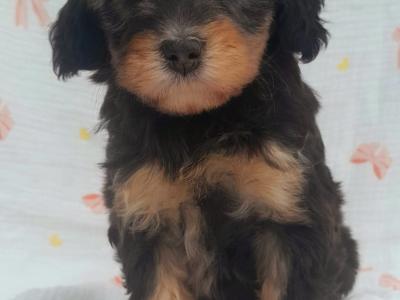 Veterinary health checked Irish Doodle puppies in Cavan