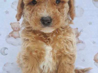Veterinary health checked Irish Doodle puppies in Cavan