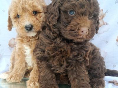Veterinary health checked Irish Doodle puppies in Cavan
