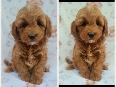 Veterinary health checked Irish Doodle puppies in Cavan