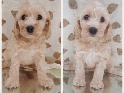 Veterinary health checked Irish Doodle puppies in Cavan