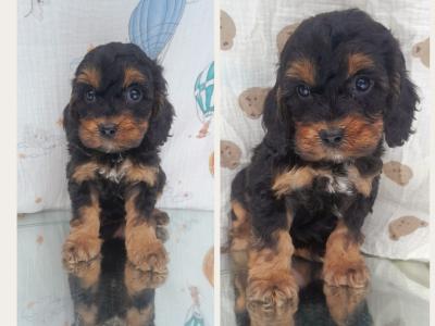 Veterinary health checked Irish Doodle puppies in Cavan
