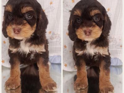 Veterinary health checked Irish Doodle puppies in Cavan