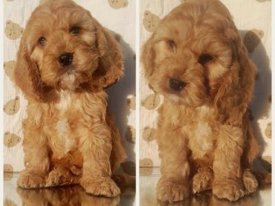 Veterinary health checked Irish Doodle puppies in Cavan