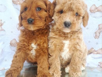 Veterinary health checked Irish Doodle puppies in Cavan