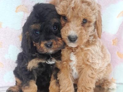 Veterinary health checked Irish Doodle puppies in Cavan