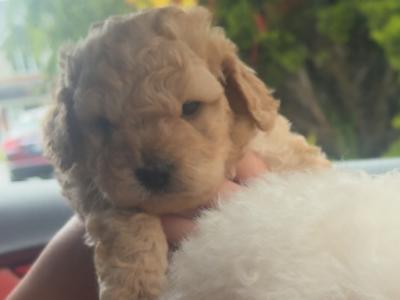 Maltipoo x Cockapoo puppies in offaly