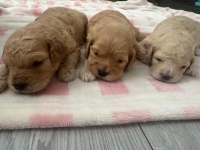 Maltipoo x Cockapoo puppies in offaly