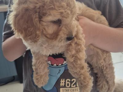 Maltipoo x Cockapoo puppies in offaly