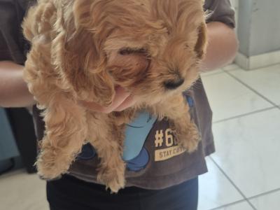 Maltipoo x Cockapoo puppies in offaly