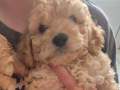 Maltipoo x Cockapoo puppies in offaly