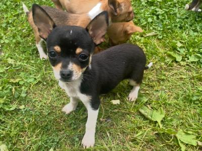 Male Chihuahua tcup puppies in Galway - €600 price drop !!
