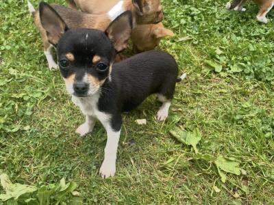 Male Chihuahua tcup puppies 600 price drop !!