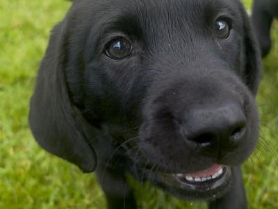 IKC Registered Church Oak Labrador puppies in Kildare