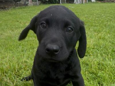 IKC Registered Church Oak Labrador puppies in Kildare