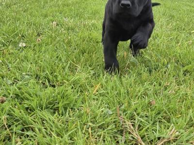 IKC Registered Church Oak Labrador puppies in Kildare