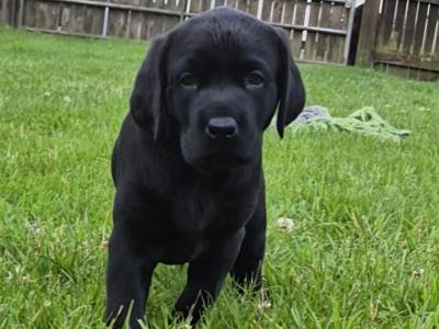 IKC Registered Church Oak Labrador puppies in Kildare