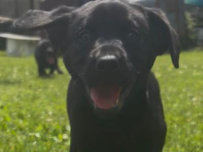 IKC Registered Church Oak Labrador puppies in Kildare
